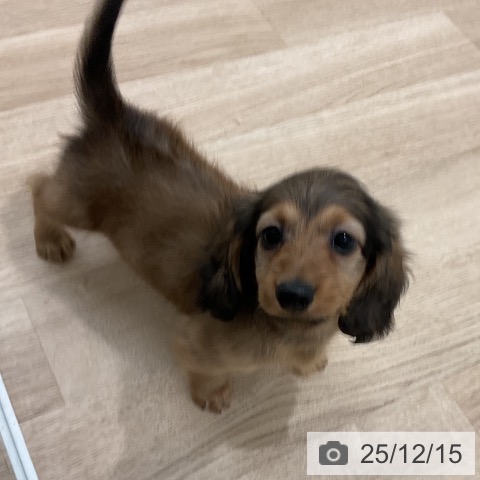 福岡県のカニンヘンダックスフンド(ロング) (ペットプラス 八幡東店/2025年10月16日生まれ/男の子/レッド)の子犬の4枚目の画像