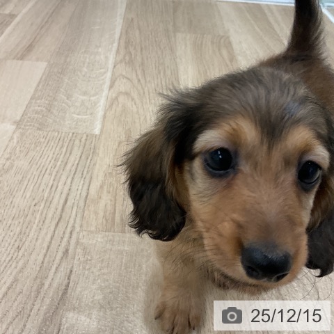 福岡県のカニンヘンダックスフンド(ロング) (ペットプラス 八幡東店/2025年10月16日生まれ/男の子/レッド)の子犬の3枚目の画像