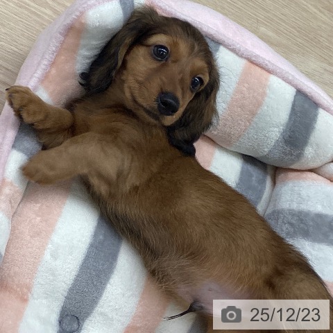 カニーンヘン・ダックスフンドの写真