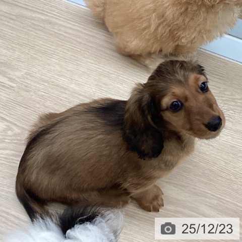 カニーンヘン・ダックスフンドの写真