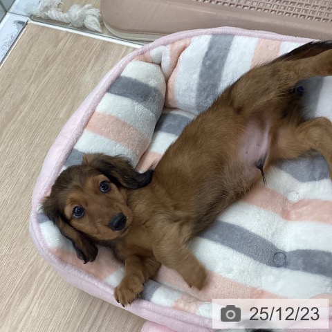 カニーンヘン・ダックスフンドの写真