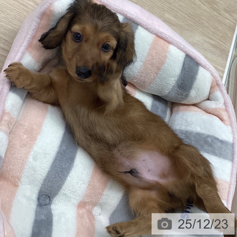 長崎県のカニンヘンダックスフンド(ロング) (ペットプラス 長崎店/2025年10月16日生まれ/男の子/レッド)の子犬の4枚目の画像