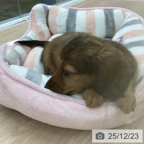 長崎県のカニンヘンダックスフンド(ロング) (ペットプラス 長崎店/2025年10月16日生まれ/男の子/レッド)の子犬の3枚目の画像