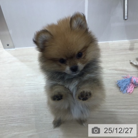 ポメラニアンの写真