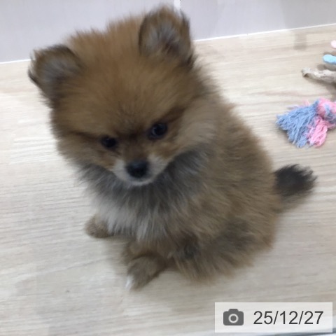 ポメラニアンの写真