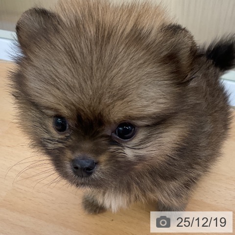 ポメラニアンの写真