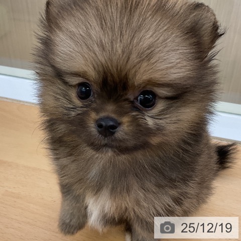 ポメラニアンの写真