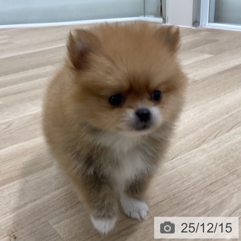 ポメラニアンの写真