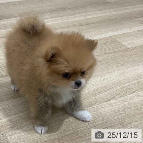 ポメラニアンの写真