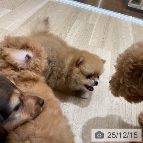 ポメラニアンの写真