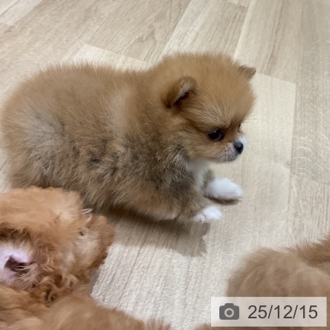 ポメラニアンの写真