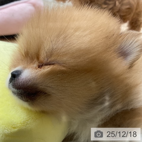 ポメラニアンの写真