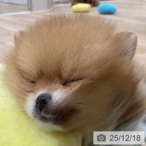 ポメラニアンの写真