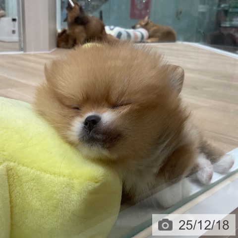 ポメラニアンの写真