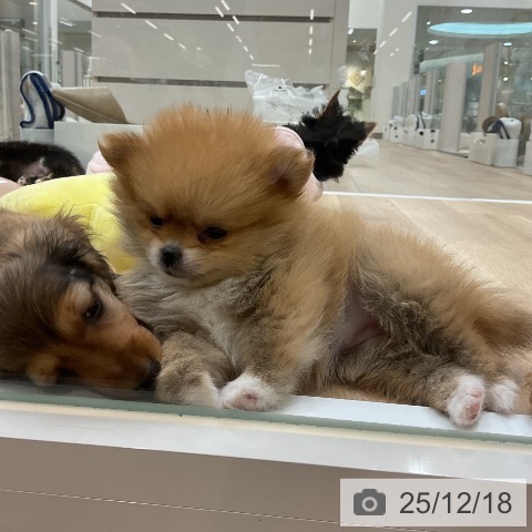 ポメラニアンの写真