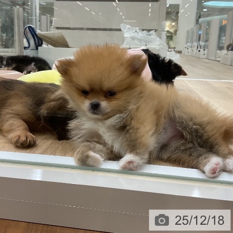 ポメラニアンの写真