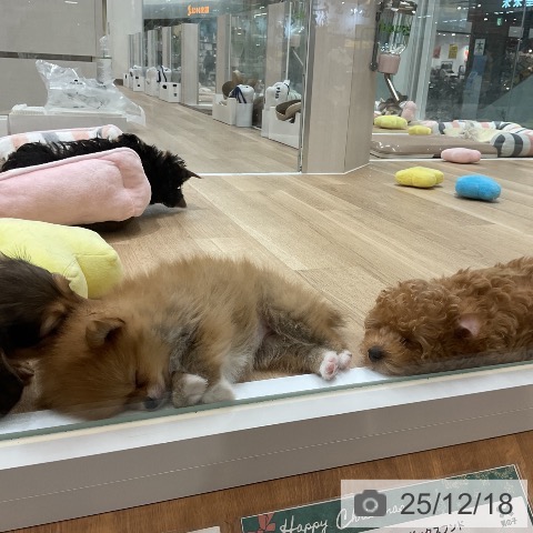 ポメラニアンの写真