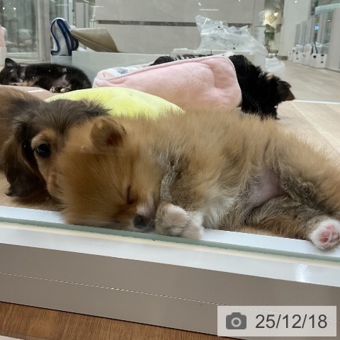 ポメラニアンの写真