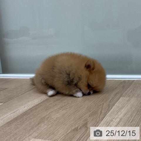 福岡県のポメラニアン (ペットプラス 八幡東店/2025年10月16日生まれ/女の子/オレンジ)の子犬の4枚目の画像