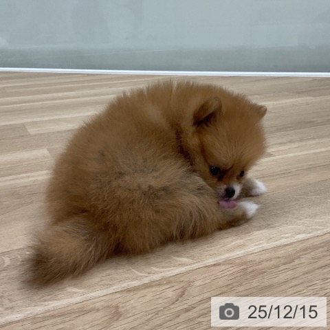 福岡県のポメラニアン (ペットプラス 八幡東店/2025年10月16日生まれ/女の子/オレンジ)の子犬の3枚目の画像