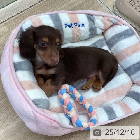 ミニチュア・ダックスフンドの写真