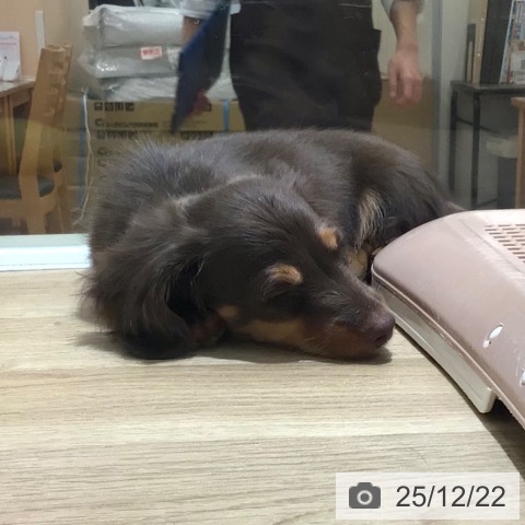 鹿児島県のミニチュアダックスフンド(ロング) (ペットプラス 姶良店/2025年10月13日生まれ/男の子/チョコレートタン)の子犬の4枚目の画像