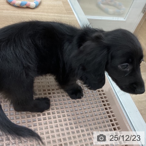 ミニチュア・ダックスフンドの写真