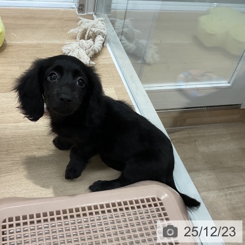 ミニチュア・ダックスフンドの写真