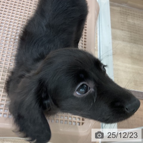 福岡県のミニチュアダックスフンド(ロング) (ペットプラス 八幡東店/2025年10月16日生まれ/女の子/ブラック)の子犬の4枚目の画像