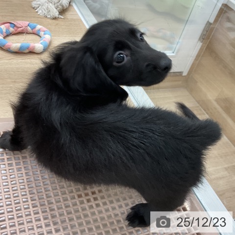 福岡県のミニチュアダックスフンド(ロング) (ペットプラス 八幡東店/2025年10月16日生まれ/女の子/ブラック)の子犬の3枚目の画像