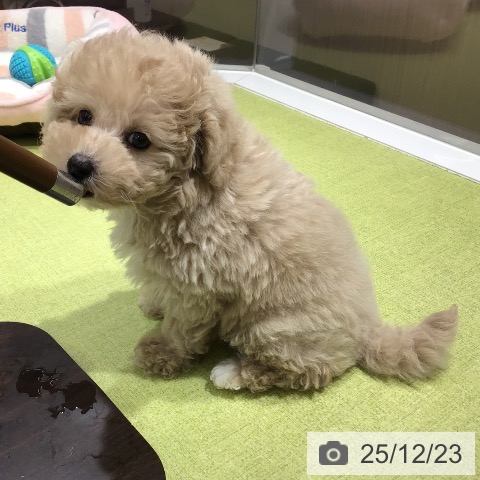 トイ・プードルの写真