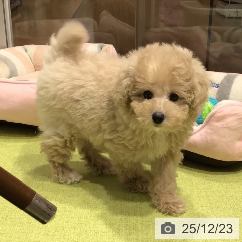 トイ・プードルの写真