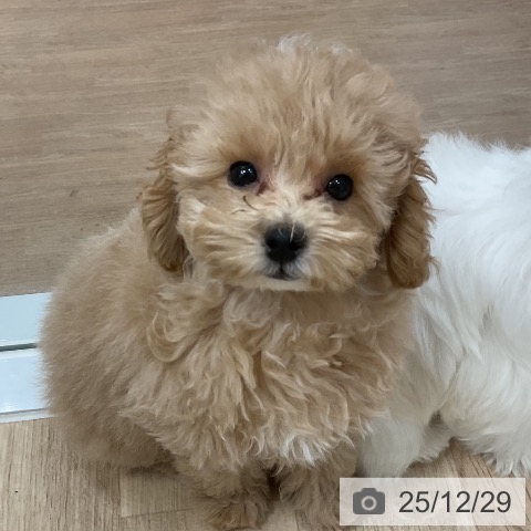 福岡県のトイプードル(トイ) (ペットプラス 香椎浜店/2025年10月11日生まれ/男の子/アプリコット)の子犬の3枚目の画像