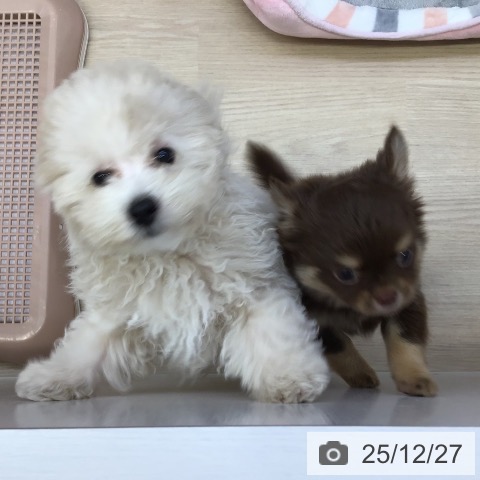 沖縄県のトイプードル(トイ) (ペットプラス 沖縄ライカム店/2025年10月11日生まれ/男の子/クリーム)の子犬の4枚目の画像