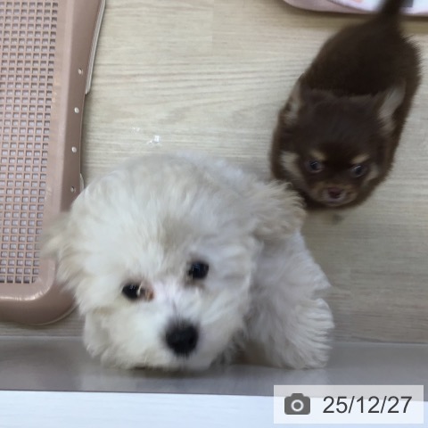 沖縄県のトイプードル(トイ) (ペットプラス 沖縄ライカム店/2025年10月11日生まれ/男の子/クリーム)の子犬の3枚目の画像