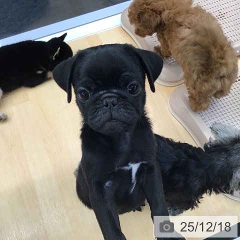 熊本県のパグ (ペットプラス 熊本店/2025年10月5日生まれ/男の子/ブラック)の子犬の3枚目の画像