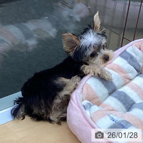 福岡県のヨークシャーテリア (ペットプラス MARK IS 福岡ももち店/2025年10月16日生まれ/男の子/スチールブルータン)の子犬の4枚目の画像