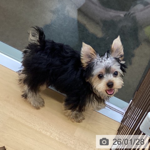 福岡県のヨークシャーテリア (ペットプラス MARK IS 福岡ももち店/2025年10月16日生まれ/男の子/スチールブルータン)の子犬の3枚目の画像