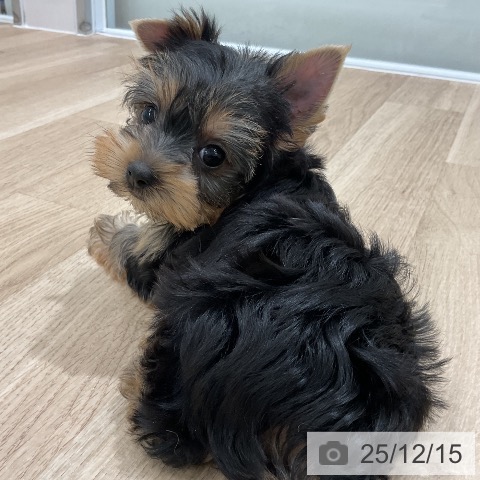 ヨークシャー・テリアの写真