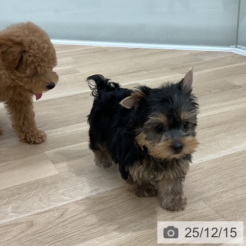 ヨークシャー・テリアの写真