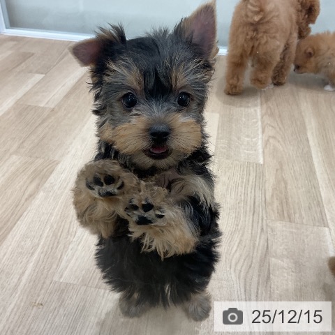 ヨークシャー・テリアの写真