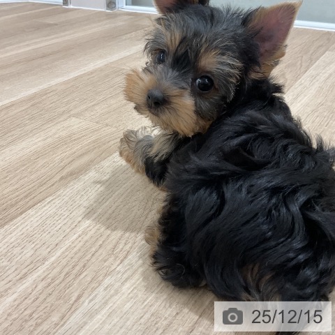 ヨークシャー・テリアの写真