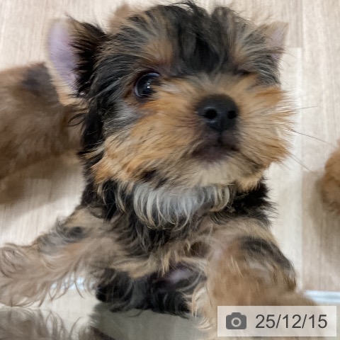 ヨークシャー・テリアの写真