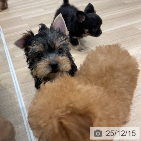 福岡県のヨークシャーテリア (ペットプラス 八幡東店/2025年10月16日生まれ/女の子/スチールブルータン)の子犬の4枚目の画像