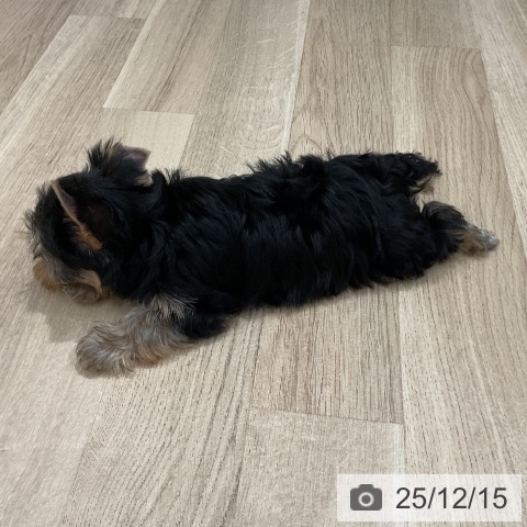 福岡県のヨークシャーテリア (ペットプラス 八幡東店/2025年10月16日生まれ/女の子/スチールブルータン)の子犬の3枚目の画像