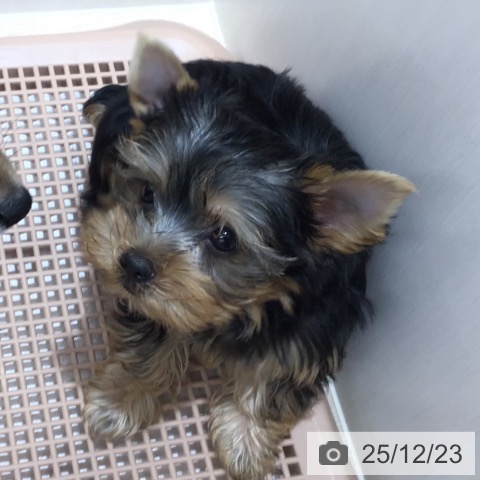 沖縄県のヨークシャーテリア (ペットプラス 沖縄ライカム店/2025年10月16日生まれ/女の子/スチールブルータン)の子犬の4枚目の画像