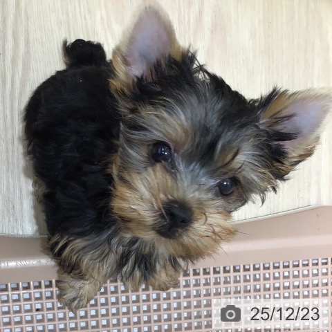 沖縄県のヨークシャーテリア (ペットプラス 沖縄ライカム店/2025年10月16日生まれ/女の子/スチールブルータン)の子犬の3枚目の画像