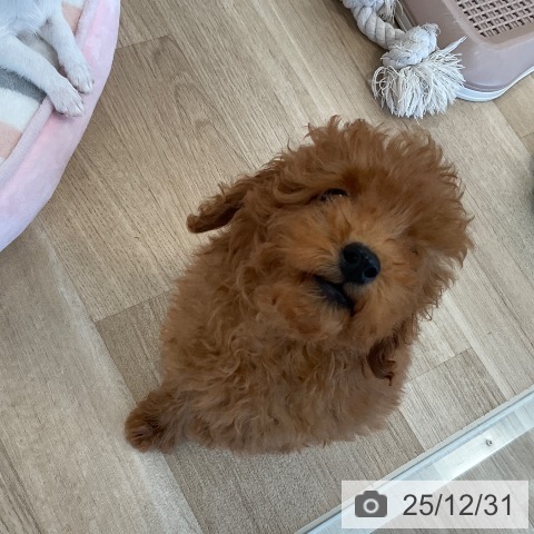 福岡県のトイプードル(トイ) (ペットプラス ららぽーと福岡店/2025年10月15日生まれ/男の子/レッド)の子犬の4枚目の画像