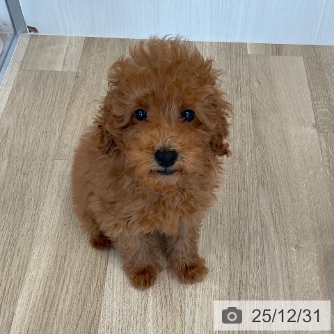 福岡県のトイプードル(トイ) (ペットプラス ららぽーと福岡店/2025年10月15日生まれ/男の子/レッド)の子犬の3枚目の画像