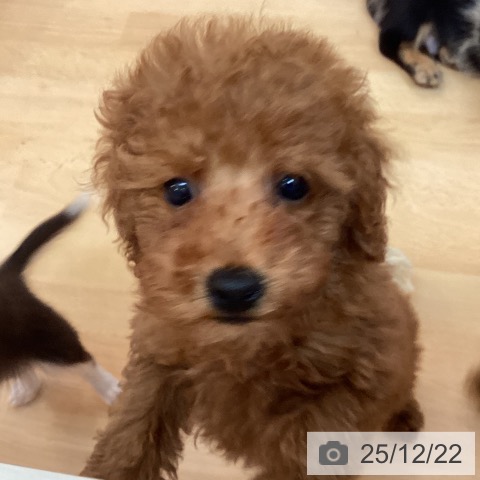 福岡県のトイプードル(トイ) (ペットプラス 福岡伊都店/2025年10月15日生まれ/女の子/レッド)の子犬の4枚目の画像